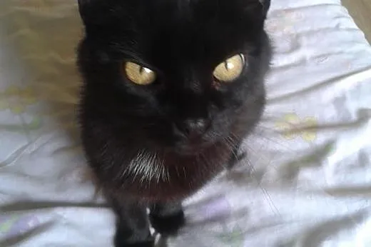 Nieśmiała, delikatna czarna koteczka szuka fajnych