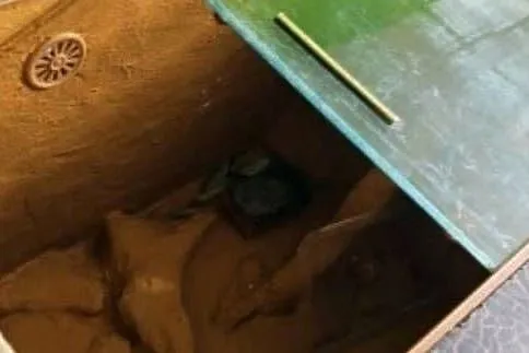 Terrarium na węża, chomika lub żółwia – wentylacja, przesuwane szyby