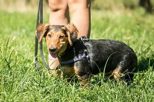 Jamnisiowaty, maleńki Schowek :)