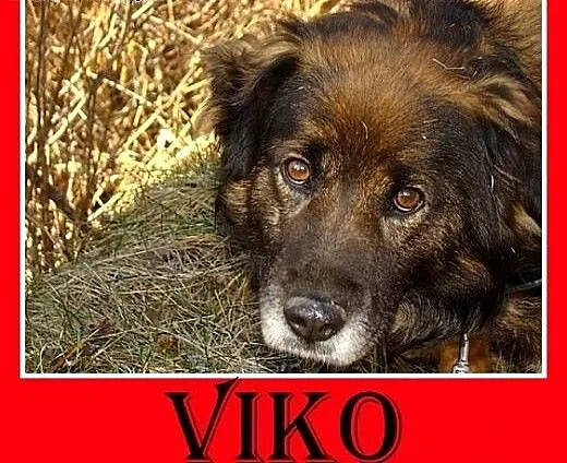 Rudy border collie mix,przyjazny,towarzyski pies V