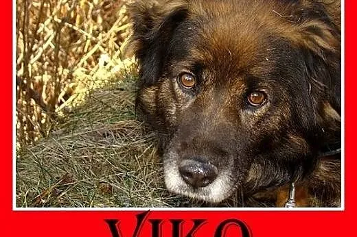 Rudy border collie mix,przyjazny,towarzyski pies V