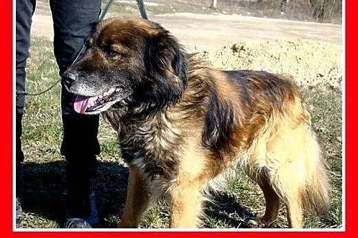 Rudy border collie mix,przyjazny,towarzyski pies V
