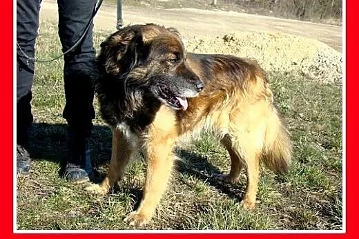 Rudy border collie mix,przyjazny,towarzyski pies V