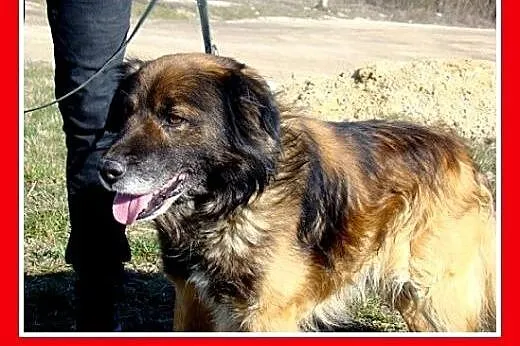 Rudy border collie mix,przyjazny,towarzyski pies V