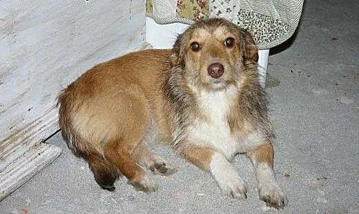 Inka do adopcji , Kundelki cała Polska