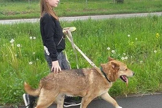 Aszik chce mieć dom !!,  dolnośląskie Dzierżoniów