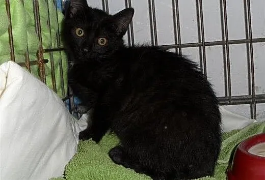 Albert i Norbert polecają się do adopcji, wielkop