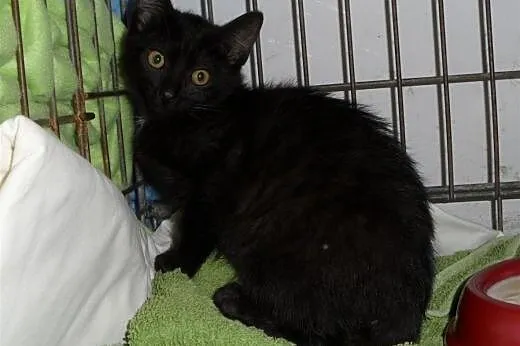 Albert i Norbert polecają się do adopcji,  wielkop