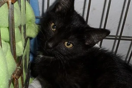 Albert i Norbert polecają się do adopcji,  wielkop