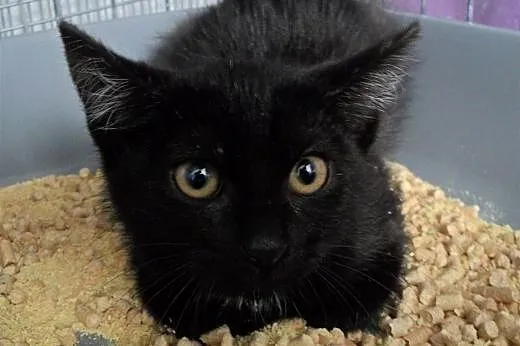Albert i Norbert polecają się do adopcji,  wielkop