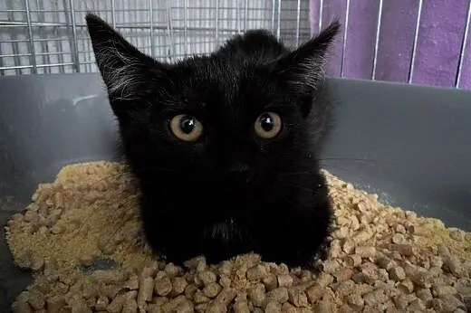 Albert i Norbert polecają się do adopcji,  wielkop