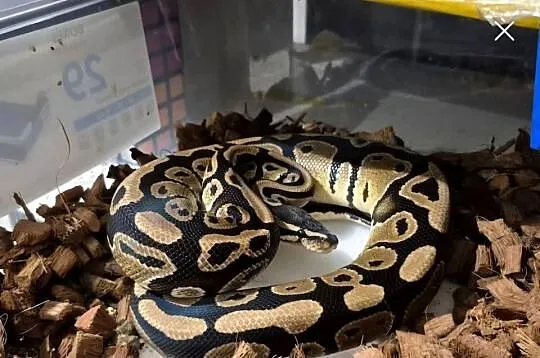 WAZ KROLEWSKI Samiec DBL HET ALBINO PIED