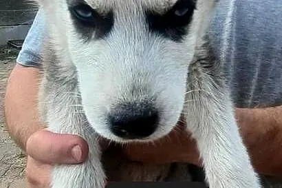 Syberiany husky