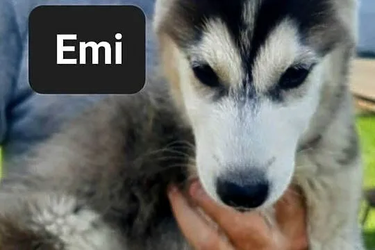Syberiany husky, Pomorskie, Reda