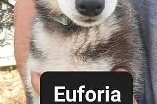 Syberiany husky, Pomorskie, Reda