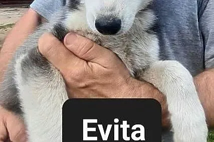 Syberiany husky, Pomorskie, Reda