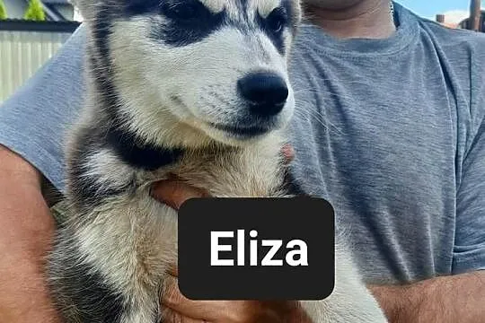 Syberiany husky, Pomorskie, Reda