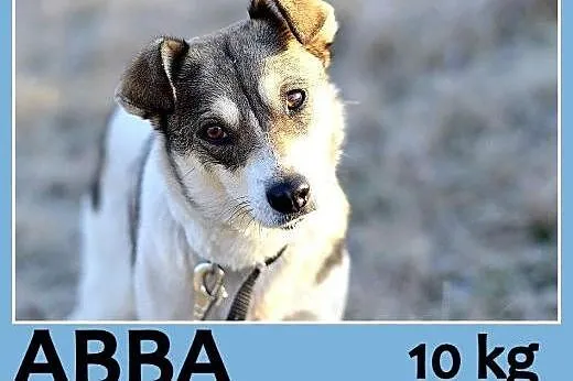 10 kg, 2 lata, sympatyczna,przytulaśna,łagodna sunia ABBA.Adopcja,  małopolskie Kraków