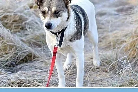 10 kg, 2 lata, sympatyczna,przytulaśna,łagodna sun