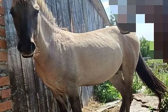 Sprzedam pilnie 2 ogierki konika polskiego, Podkarpackie, Krowica Sama