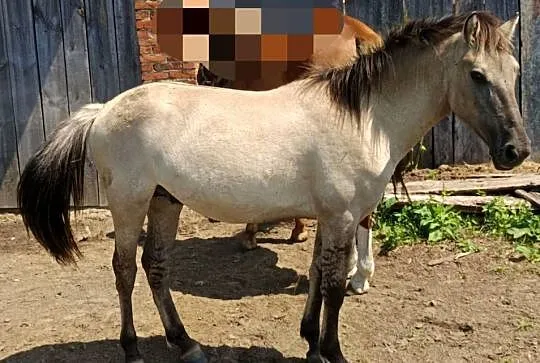 Sprzedam pilnie 2 ogierki konika polskiego, Podkarpackie, Krowica Sama