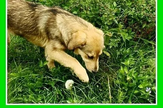 5 mies. szczeniak,mądra,zrównoważona suczka HASIA,docelowo duża.Adopcja,  małopolskie Kraków