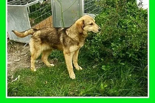 5 mies. szczeniak,mądra,zrównoważona suczka HASIA,