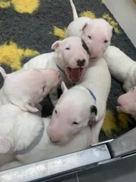 5 zachwycających samców standardowego bulteriera w 5 domach, , Wybudowanie Glinkowskie