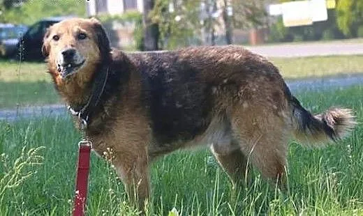 Pokochaj skrzywdzonego Lanera, mazowieckie Warsza