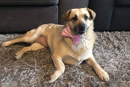 Zuzia, wesoła sunia do adopcji