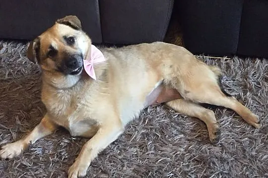 Zuzia, wesoła sunia do adopcji, Mazowieckie, Warszawa