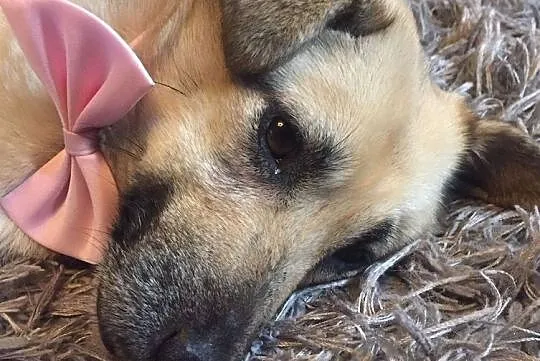 Zuzia, wesoła sunia do adopcji, Mazowieckie, Warszawa