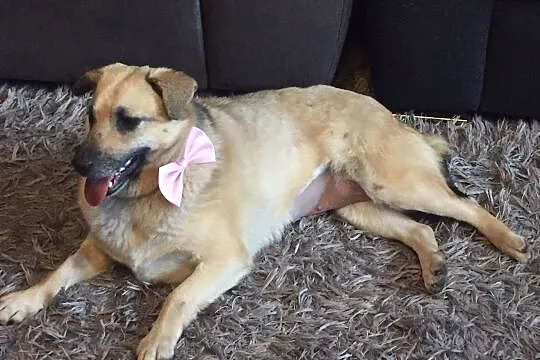 Zuzia, wesoła sunia do adopcji, Mazowieckie, Warszawa