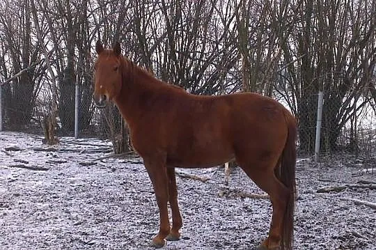 Sprzedam klacze