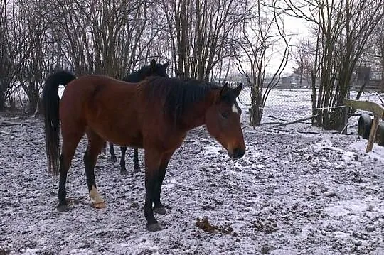 Sprzedam klacze