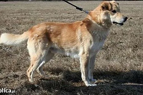Marcyś - większy, piękny, dostojny i przekochany p