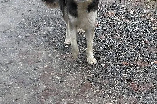 Gosia, bardzo grzeczna w domu, przyjazna i niekonfliktowa sunia