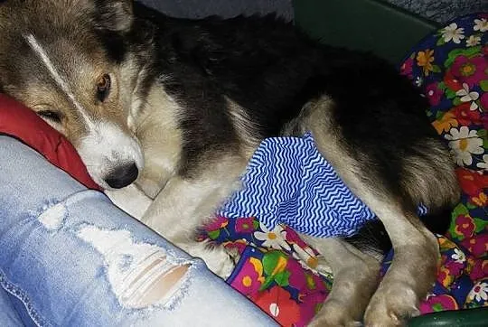 Gosia, bardzo grzeczna w domu, przyjazna i niekonf