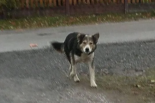 Gosia, bardzo grzeczna w domu, przyjazna i niekonf