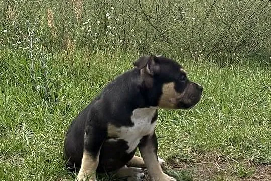 Szczeniak American bulli, Mazowieckie, Sochaczew
