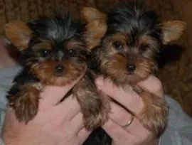 Urocze szczenięta Yorkshire Terrier dla każdego nowego domu