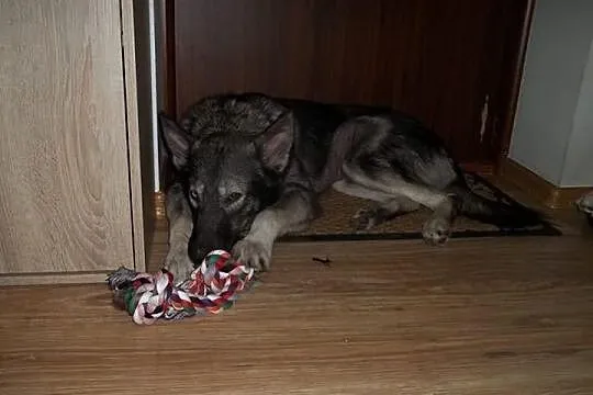 Dizo, psi młodzieniec szuka domu