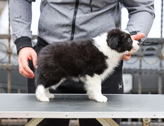 Border Collie piękne zarejestrowane szczenięta na sprzedaż, Mazowieckie, Warszawa