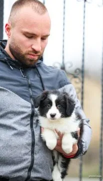 Border Collie piękne zarejestrowane szczenięta na sprzedaż, Mazowieckie, Warszawa