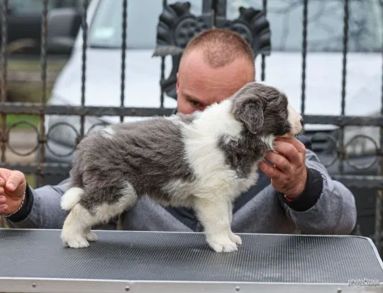 Border Collie piękne zarejestrowane szczenięta na sprzedaż, Mazowieckie, Warszawa