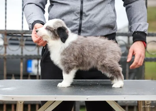 Border Collie piękne zarejestrowane szczenięta na sprzedaż, Mazowieckie, Warszawa