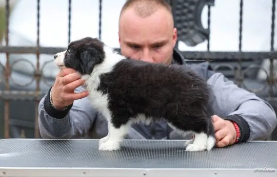 Border Collie piękne zarejestrowane szczenięta na sprzedaż, Mazowieckie, Warszawa