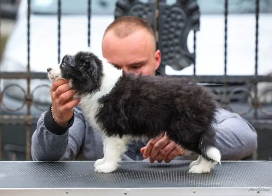 Border Collie piękne zarejestrowane szczenięta na sprzedaż, Mazowieckie, Warszawa