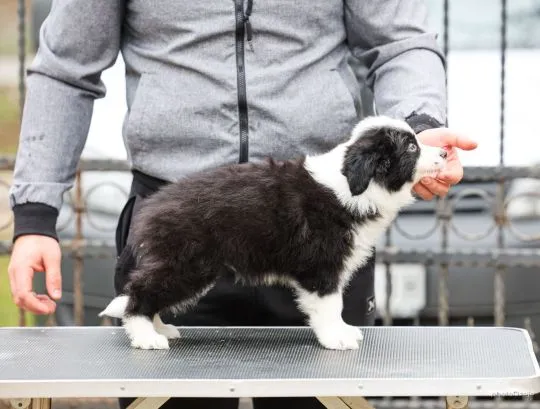 Border Collie piękne zarejestrowane szczenięta na sprzedaż, Mazowieckie, Warszawa