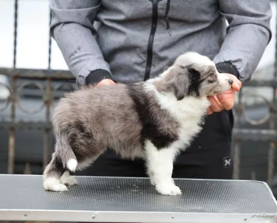 Border Collie piękne zarejestrowane szczenięta na sprzedaż